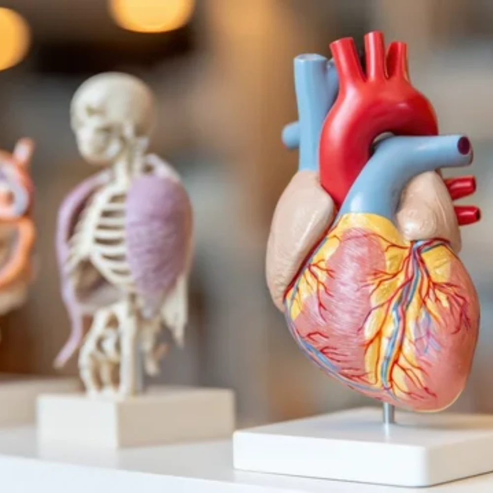 Physiologie humaine (1h)